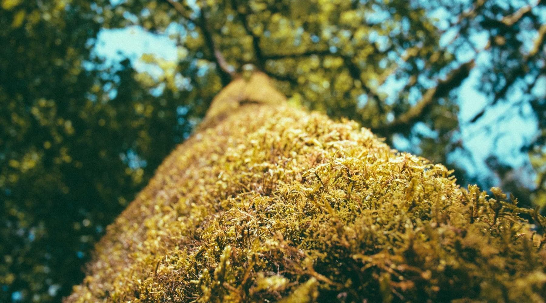 Golden croissants and morning pastries